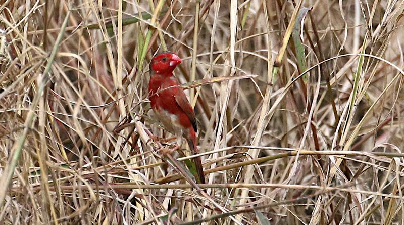 Crimson Finch