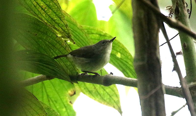 Birds of West Papua