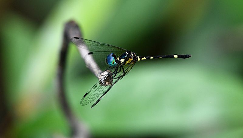 Rainforest Elf (Tetrathemis irregularis)