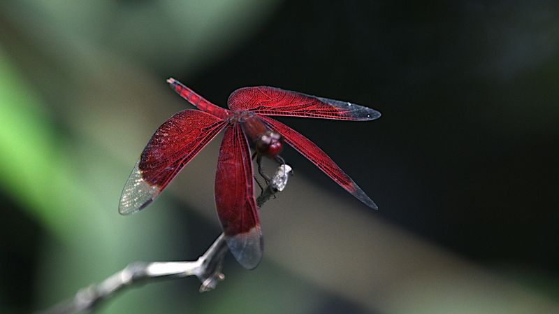 Dragonflies of West Papua