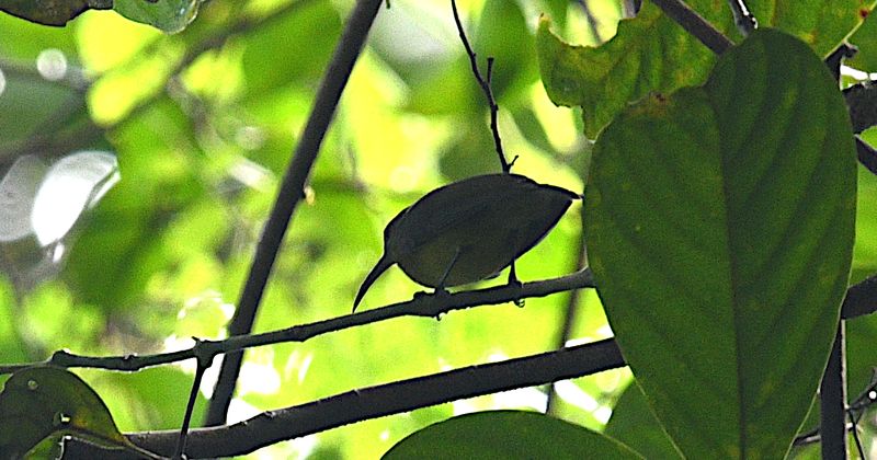 Birds of West Papua