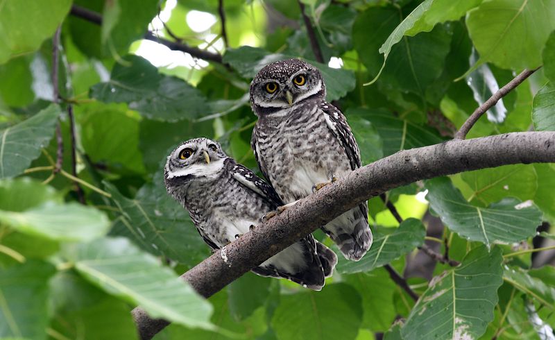 Spotted Owlet