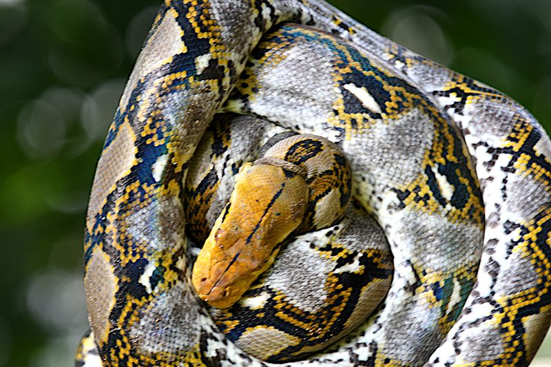 Reticulated Phyton