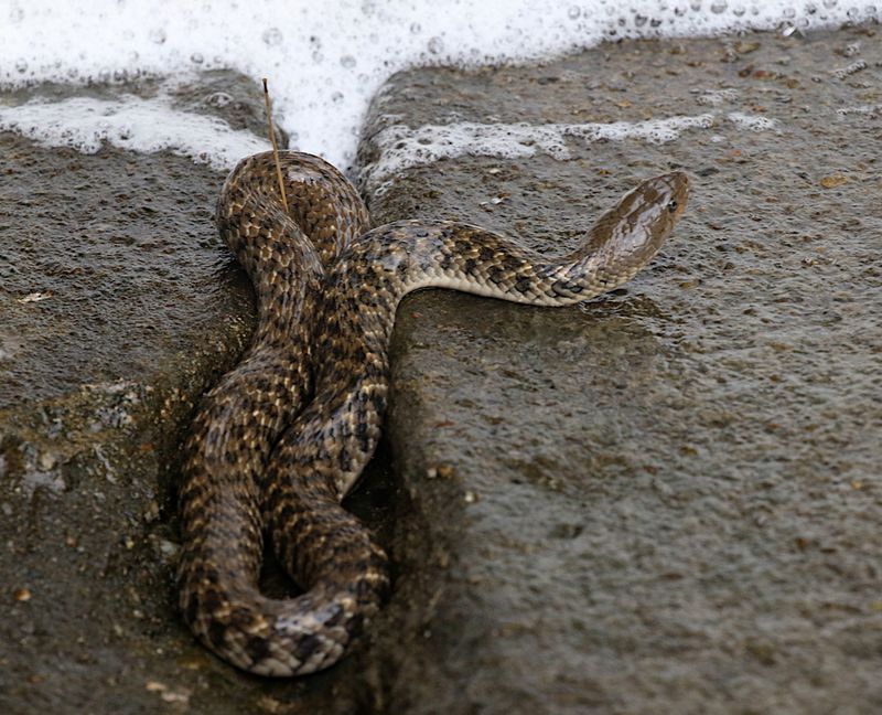 Yellow-spotted Keelback