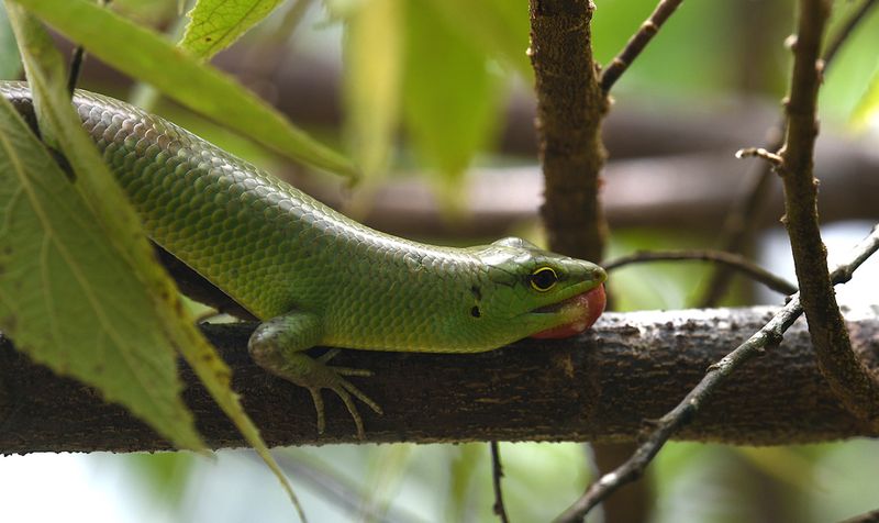 Emerald Tree Skink (Lamprolepis smaragdina)