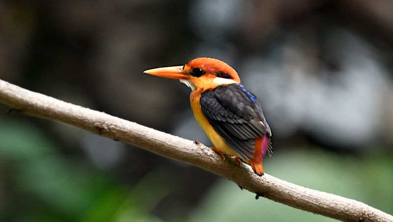 Black-backed Kingfisher