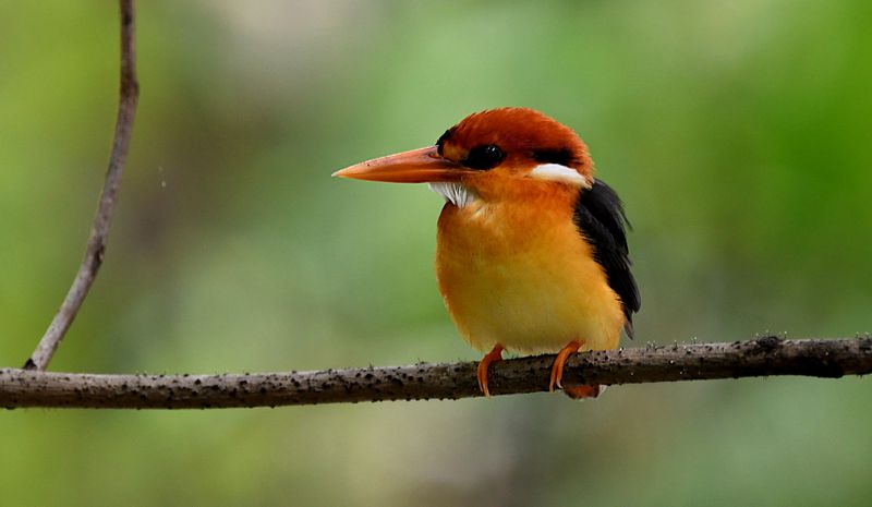 Black-backed Kingfisher