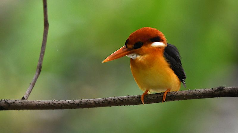 Black-backed Kingfisher