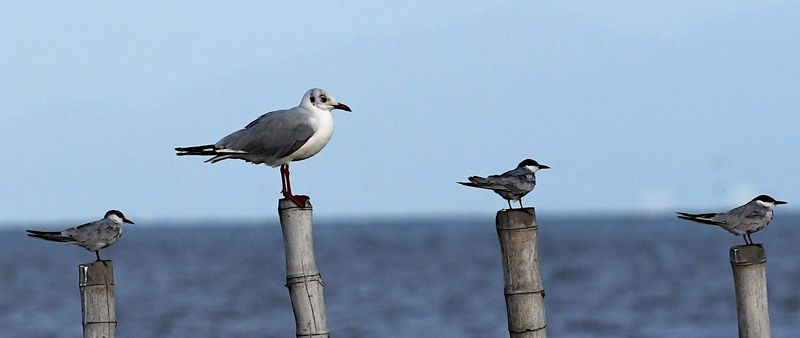 Brown-headed Gull