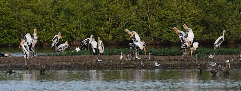 Painted Storks