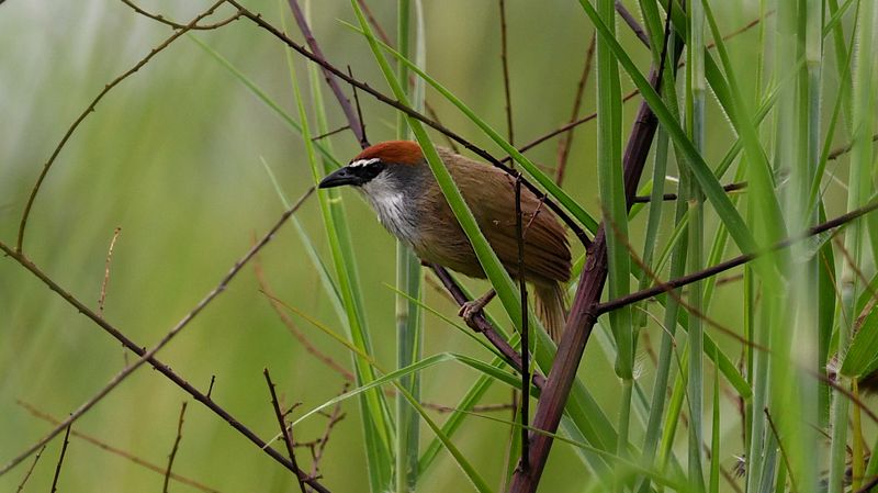Chestnut-capped Babbler