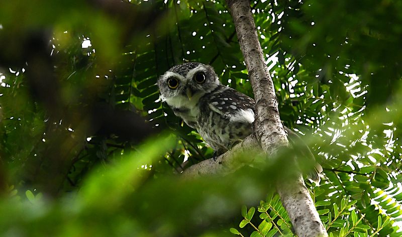 Spotted Owlet