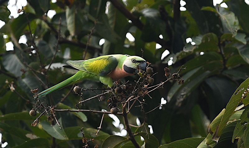 Red-breasted Parakeet, female