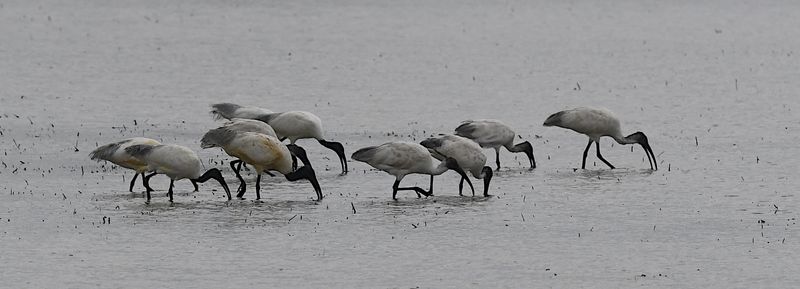 Black-headed Ibises