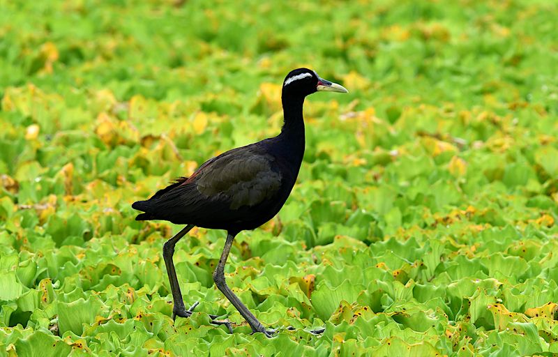 Bronze-winged Jacana