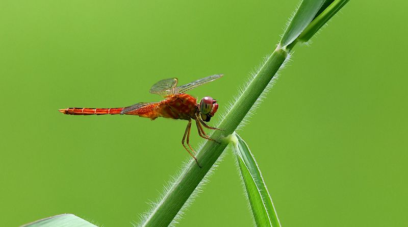 Scarlet Skimmer