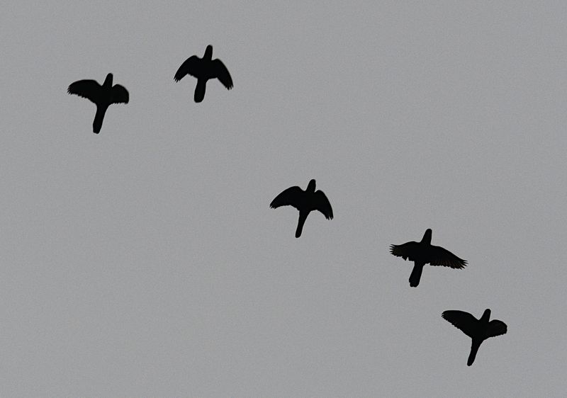 Birds of West Papua
