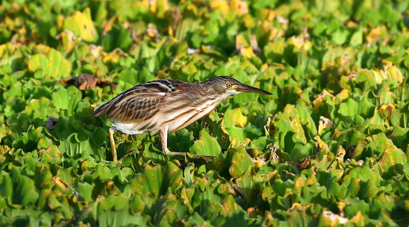 Yellow Bittern