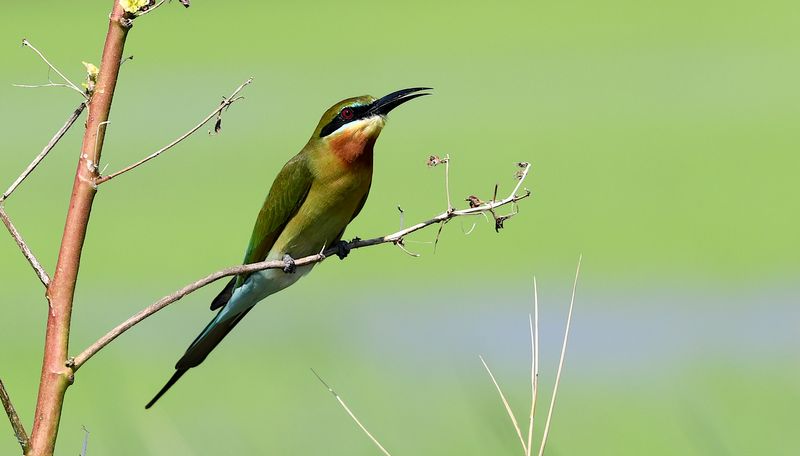 Blue-tailed Bee-eater