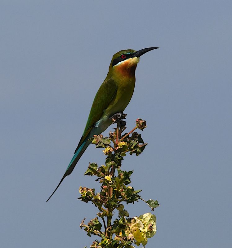 Blue-tailed Bee-eater