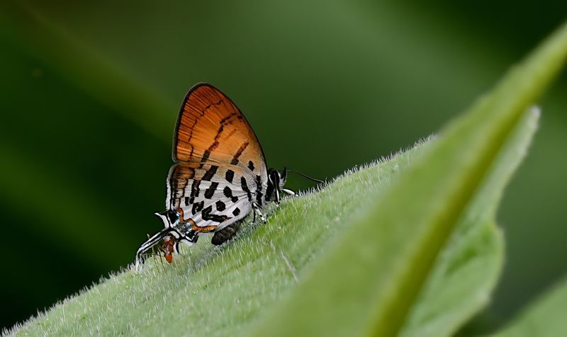 Pygmy Posy (Drupadia rufotaenia)