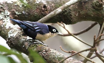 Blue Nuthatch