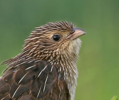 Lesser Coucal