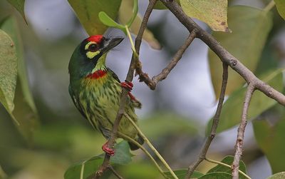 Coppersmith Barbet