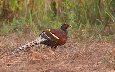Hume's Pheasant