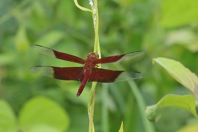 Sultan (Camacinia gigantea)