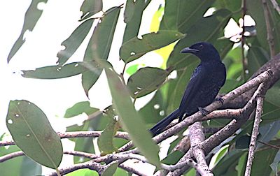 Crow-billed Drongo