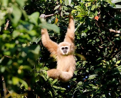 White-handed Gibbon