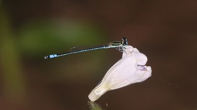 Dwarf Wisp (Agriocnemis nana)