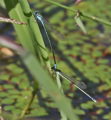 Look-alike Sprite (Pseudagrion australasiae)
