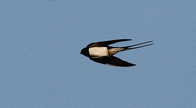 Barn Swallow (Ladusvala)