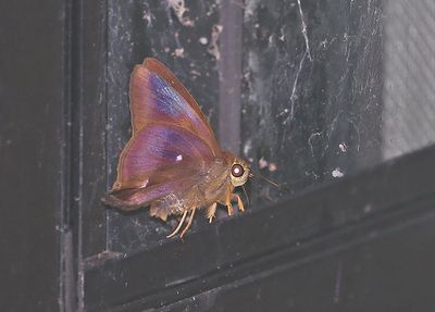 Common Awl Hasora badra