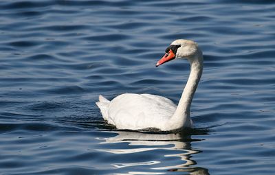 Mute Swan (Knlsvan)