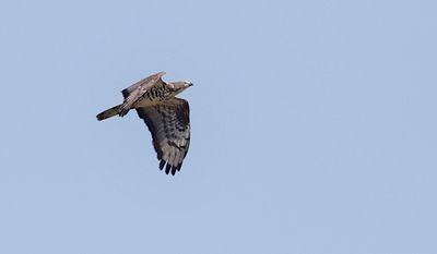 Honey Buzzard Bivrk)