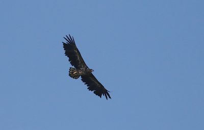 White-tailed Eagle (Havsrn)