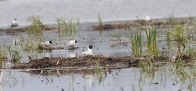 Little Gull (Dvrgms)