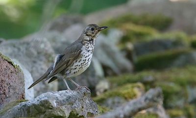 Song  Thrush (Taltrast)