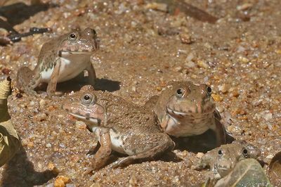 Asian Bullfrog