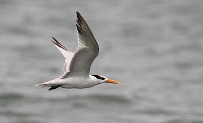 Lesser Crested Tern