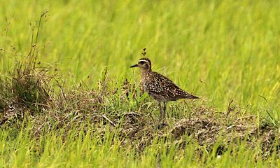 Pacific Golden Plover