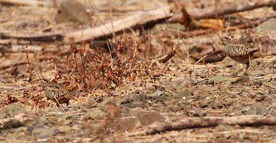 Barred Buttonquails
