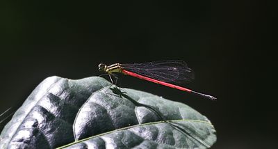Calicnemia erythromelas