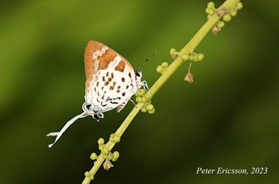 Sword-tailed Flash (Bindahara phocides)