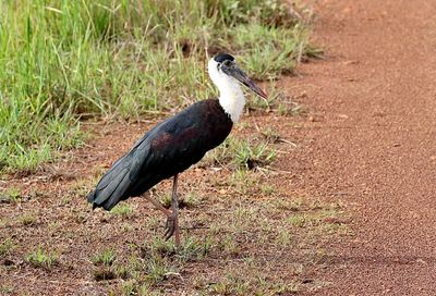 Woolly-necked Stork