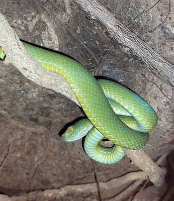 Kramers Pit Viper Trimeresurus macrops