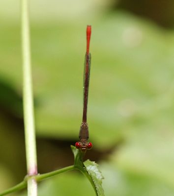  Ceriagrion praetermissum 